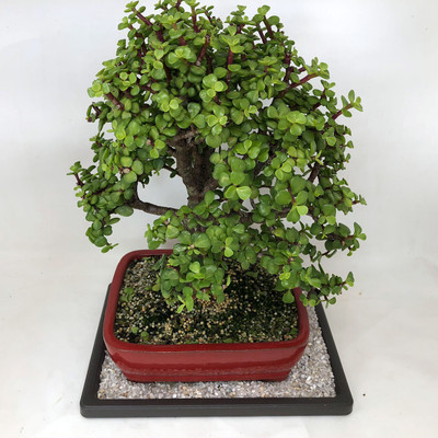 GroWgaach Jade Plant(Hybrid, Pack of 1)