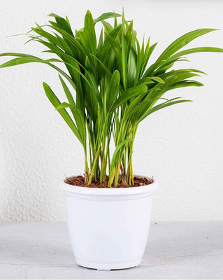 KUBERAA Areca Plam(Hybrid, Pack of 1)