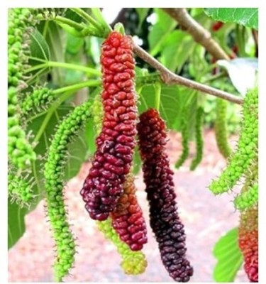 Treeicks Shahtoot/Mulberry Plant(Hybrid, Pack of 1)