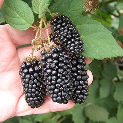 thai blckberry Shahtoot/Mulberry Plant(Hybrid, Pack of 1)