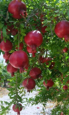 Cloud Farm Pomegranate Plant(Hybrid, Pack of 1)