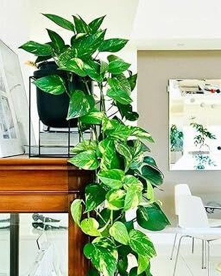 MAITRA AND SONS Money Plant(Hybrid, Pack of 1)