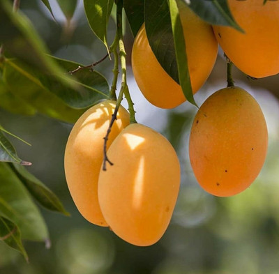 APOSOLUARD Mango Plant(Hybrid, Pack of 1)