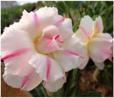 FloraFusion Adenium Plant(Hybrid, Pack of 1)