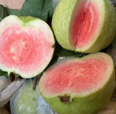 Green view Guava Plant(Hybrid, Pack of 1)