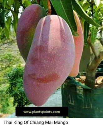 claud Mango Plant(Hybrid, Pack of 1)