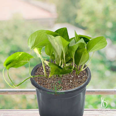 Green view Money Plant(Hybrid, Pack of 1)
