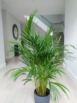 jayanta halder Areca Palm(Pack of 1)