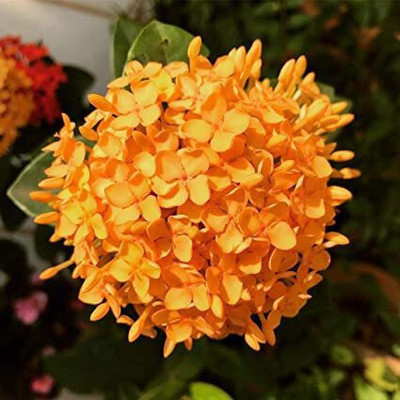 Loveri Trothic Ixora/Chethi Plant(Hybrid, Pack of 1)