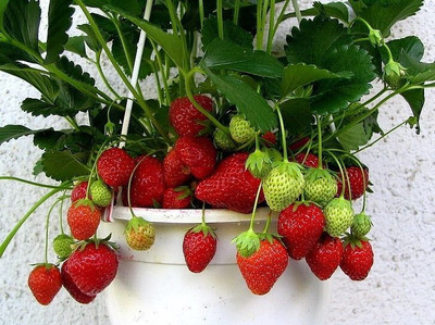 SKDIPAK Strawberry Plant(Hybrid, Pack of 1)