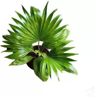 PetalPath ZZ Plant(Hybrid, Pack of 1)