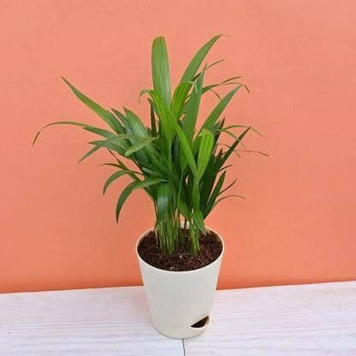 KS TRADERS Areca Palm(Hybrid, Pack of 1)
