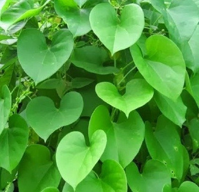 VibeX Giloy Plant Fresh Stems of 6 inch Each Seed(8 per packet)