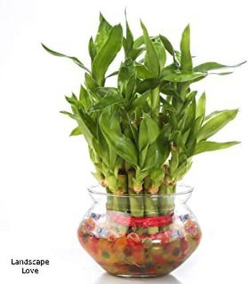 Landscape Love Two Layer Bamboo Plant(Hybrid, Pack of 1)