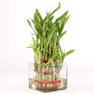 BALA PLANT CREATION Two Layer Bamboo Plant(Pack of 1)