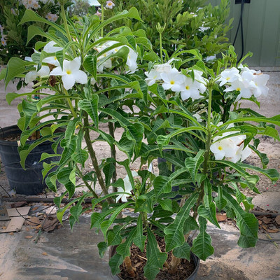SARKAR KRISHI BHANDER Plumeria Plant(Hybrid, Pack of 1)