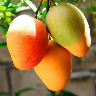 InGreen Mango Plant(Hybrid, Pack of 1)