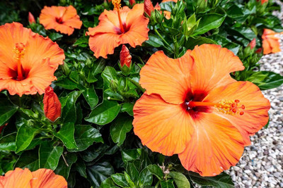 SHREYAGREEN Hibiscus Plant(Hybrid, Pack of 1)