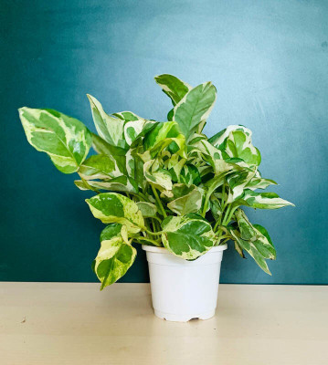 Cloud Farm Money Plant(Hybrid, Pack of 1)