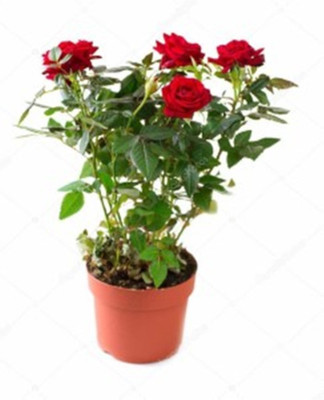 GreenyOn Rose Plant(Hybrid, Pack of 1)