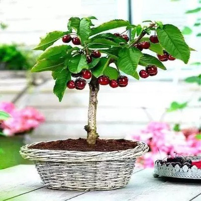 Cloud Farm Cherry Fruit Plant(Hybrid, Pack of 1)