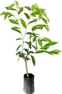 ukandagarden Red Sandalwood Plant(Hybrid, Pack of 1)