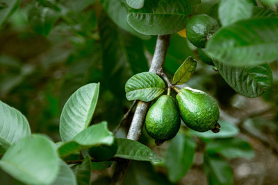 PLANTGENIC NATURE Guava Plant(Hybrid, Pack of 1)