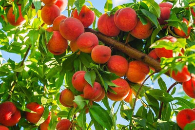 PB honey priya plant Aloo Bukhara/Plum Plant(Hybrid, Pack of 1)