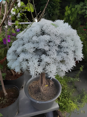 Manjunursery Zamia ZZ Black Plant(Hybrid, Pack of 1)