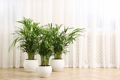 Bakuchi Areca Palm(Hybrid, Pack of 1)