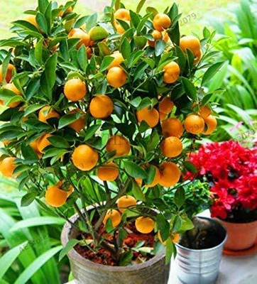 Vijay Sales Orange Plant(Hybrid, Pack of 1)