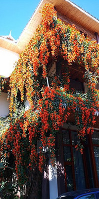 SKDIYA Begonia Vanusta Plant(Hybrid, Pack of 1)