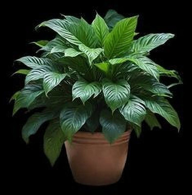 GreenyOn Peace Lily Plant(Hybrid, Pack of 1)
