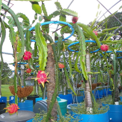 Cloud Farm Dragon Tree(Hybrid, Pack of 1)