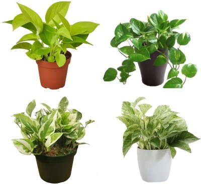 Vibrant Green Money Plant(Hybrid, Pack of 4)