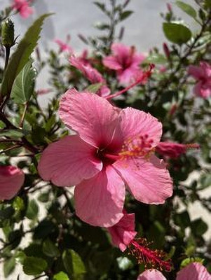 MAITRA AND SONS Hibiscus Gudhal Flower Plant(Hybrid, Pack of 1)
