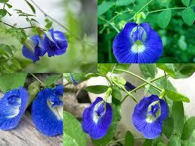 Aparajita Aparajita/ Butterfly Pea Plant(Hybrid, Pack of 1)