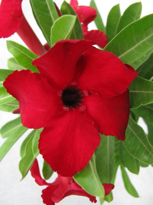 FloraFusion Adenium Plant(Hybrid, Pack of 1)