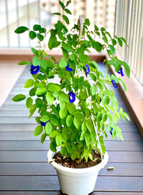 SUNSHINEGARDEN Aparajita/ Butterfly Pea Plant(Hybrid, Pack of 1)