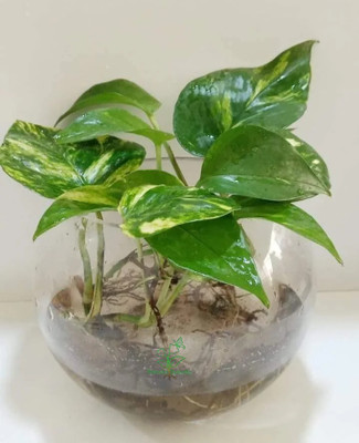 Green view Money Plant(Hybrid, Pack of 1)