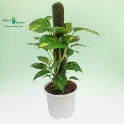 Bakuchi Money Plant(Hybrid, Pack of 1)