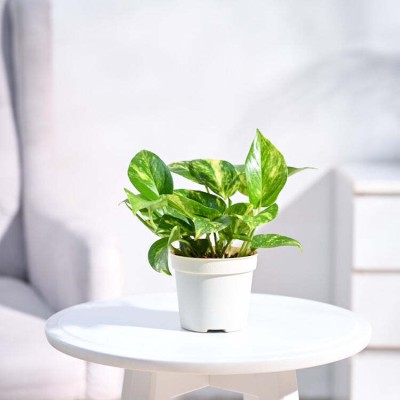 UGAOO Variegated Money Plant(Pack of 1)