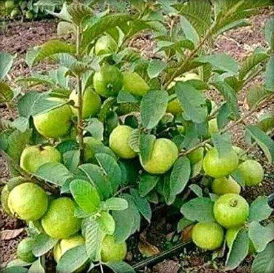 AFARTIOBINA Guava Plant(Hybrid, Pack of 1)