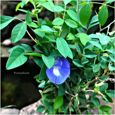 YourPlant Aparajita/ Butterfly Pea Plant(Hybrid, Pack of 1)