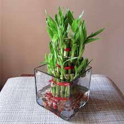 Kapebonavista Foxtail Palm Plant(Pack of 1)