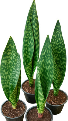 OLEOSA Snake Plant(Hybrid, Pack of 1)