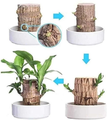 GRIVA CREATION Mini Brazalian wood(Pack of 1)