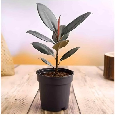 sspykrt Rubber Tree(Hybrid, Pack of 1)