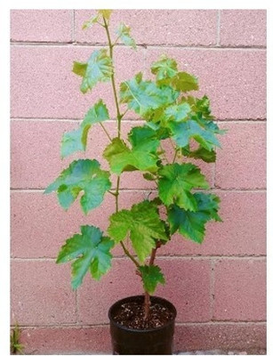 Treeicks Grapes Plant(Hybrid, Pack of 1)