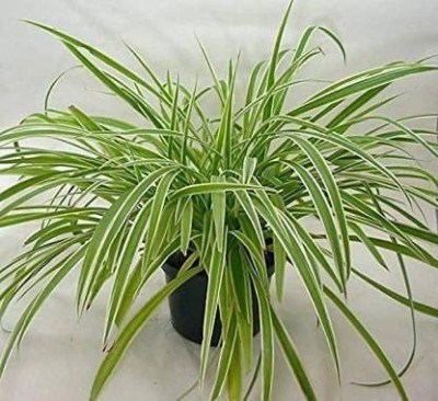 Oxygreenplant Spider Plant(Pack of 1)